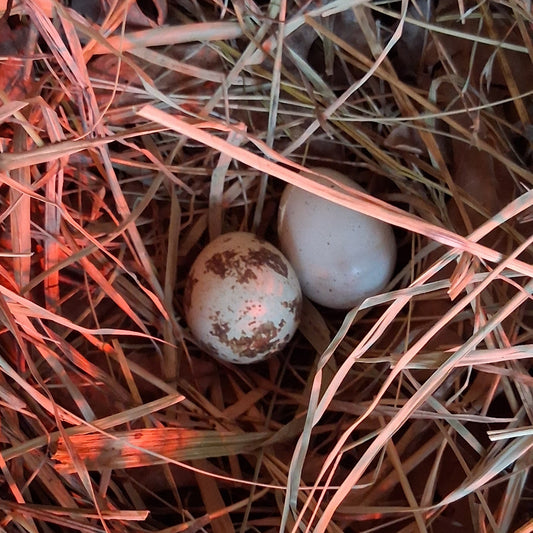 Fresh Quail Eggs